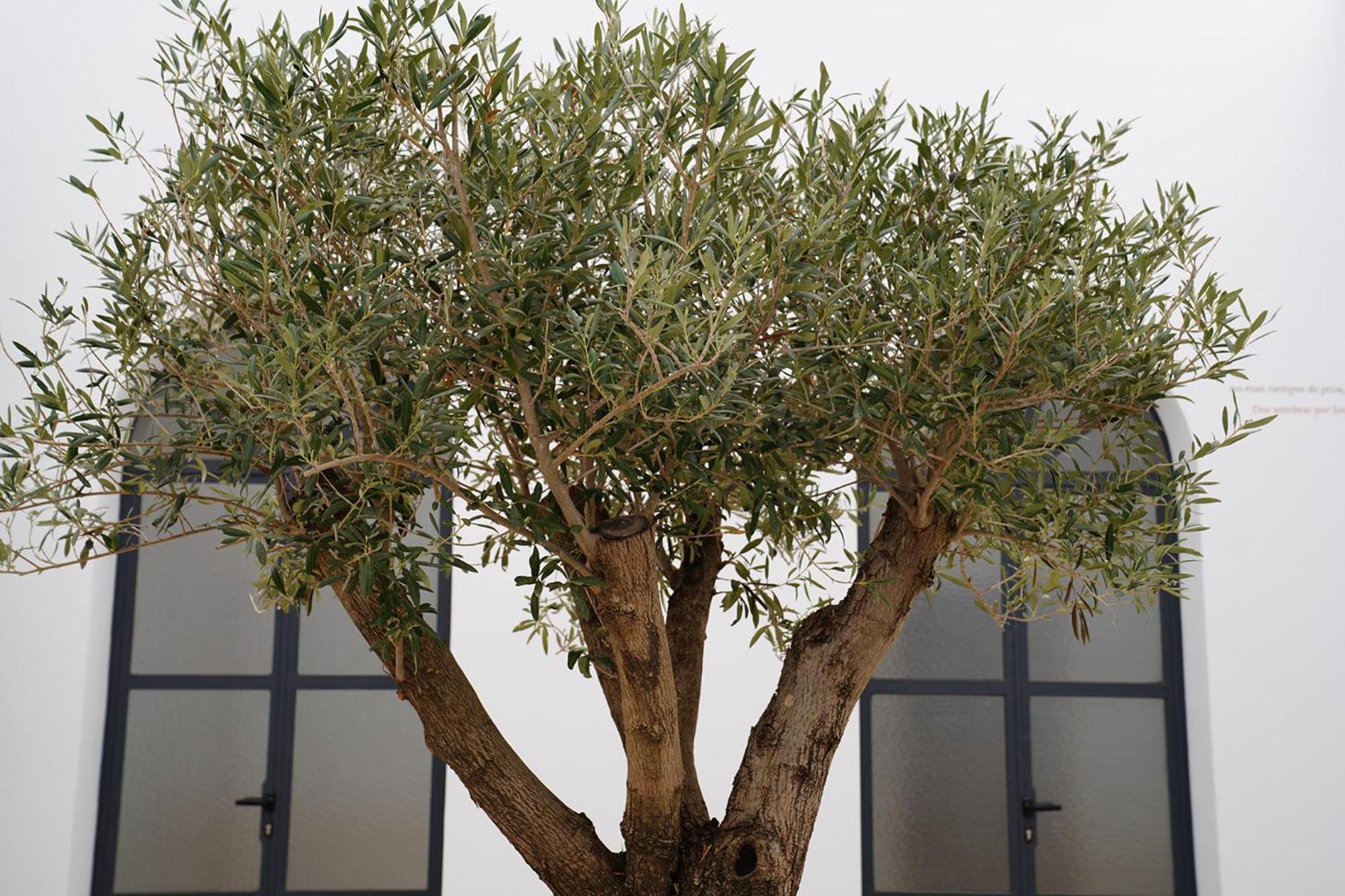 צ'יקלנה דה לה פרונטרה Casa De La Vega Suites מראה חיצוני תמונה